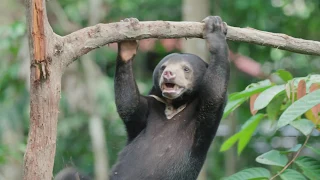 Endangered Sun Bears Released to the Jungle by Helicopter!