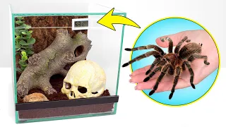 🕷Nasza Tarantula Odkrywa Swój Nowy Dom