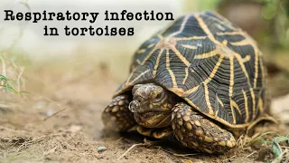 Tortoise Respiratory Infection