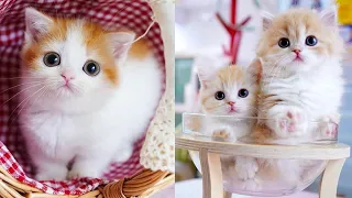 OMG So Cute ♥ Funny Cats and Dogs 2021 #116