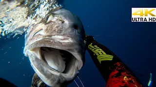 TOP 5⭐️Best Spearfishing MOMENTS 2019