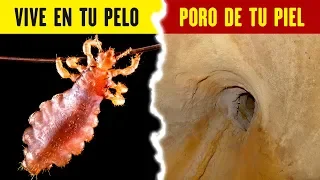 20 IMÁGENES MICROSCÓPICAS REALES IMPRESIONANTES!