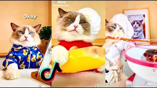 Cats Make Food 2022 ♥ That Little Puff Tiktok Compilation #1