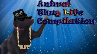 Animal Thug Life Compilation