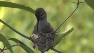 Hummingbird Building a Nest.mp4