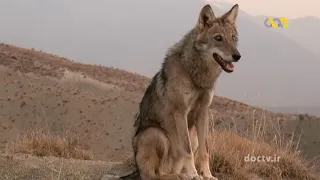 Wildlife of Iran "Wolf and Jackal"