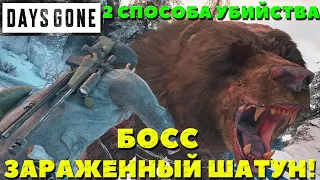 Days Gone(Жизнь После) - Выживание 2! Босс Зараженный Медведь-Шатун! 2 способа убийства!