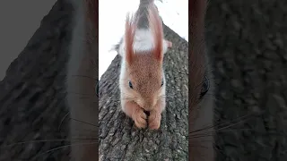 Белка испугалась / The squirrel was scared