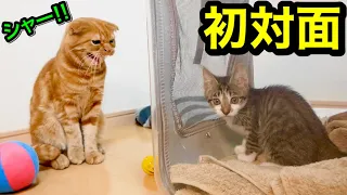 初対面で子猫に激しく威嚇する先住猫。【保護猫】