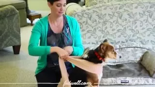 Anti-Anxiety Wrap Hack for Pets