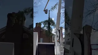 Pine tree removal next to house. Bucket Truck rigging.