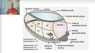 Anatomy of CNS Module in Arabic 2024 (Thalamus, part  2), by Dr. Wahdan.