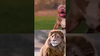 क्या Pitbull dog lion से जीत सकता है ? 🤔 |  #fact #fight #lion #pitbull #wildlife #animals