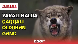 Çaqqalı öldürən 17 yaşlı gəncin son vəziyyəti - BAKU TV