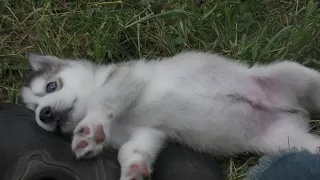 Sauvetage de Nanuk le chiot orphelin qui voulait vivre