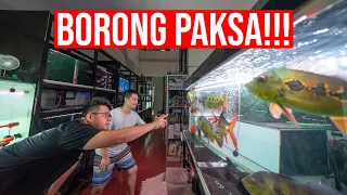 BORONG PAKSA!!! KOLEKSI IKAN PREDATOR LANGKA SULTAN SURABAYA!!!