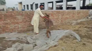 A Boy Playing with his donkey