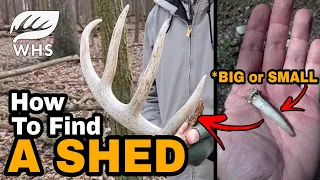 How to Find A Shed Antler