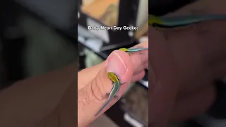 Small vs Large Neon Gecko