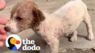 Tiny Stray Dog Wanders Up To Couple On Vacation | The Dodo