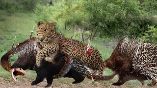 The Giant Hedgehog Defeats Snakes And Leopard Easily With Sharp Thorns - Hedgehog Is So Scary!