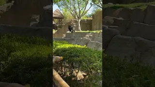 Dog got stuck in Gorilla enclosure at San Diego safari zoo park