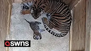 Adorable video shows rare newborn Sumatran tiger taking its first steps | SWNS