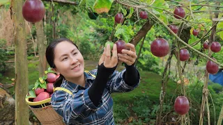 Harvest Passion Fruit Garden goes to the market sell | Emma Daily Life