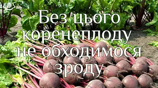 Без цього коренеплоду не обходимося зроду