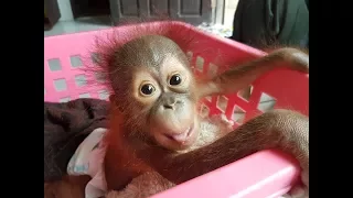 Baby Orangutans Rachel and Alejandra Get A Fresh Start