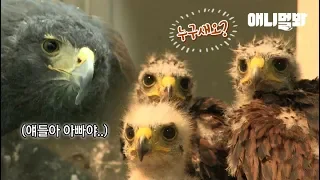 Harris Hawk Who Loves His Cubs So Much Had To Be Separated From Them