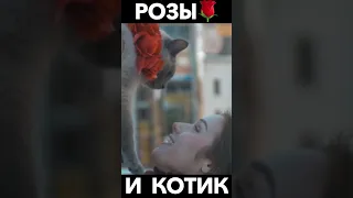 Миллион алых роз猫エディーション