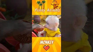 (489)Monkey Funny moments 2022 animals home Приколы с животными Смешные животные