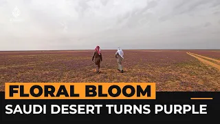 Saudi desert turns purple with floral bloom | Al Jazeera Newsfeed