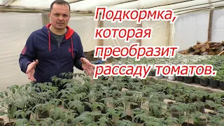 Подкормите так рассаду томатов и посмотрите на реальный результат!