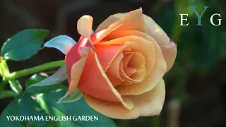 横浜イングリッシュガーデン [4K] YOKOHAMA ENGLISH GARDEN #秋バラ #バラ#rose #rosegarden