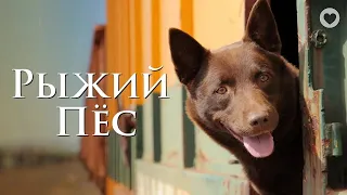 Рыжий пес / Red Dog (2011) / Мелодрама по мотивам невероятной, но реальной истории