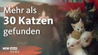 Verwahrloste Katzen in Dortmund gefunden | WDR Aktuelle Stunde