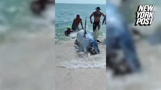 Dramatic video shows massive shark rescued after becoming stranded on Florida beach