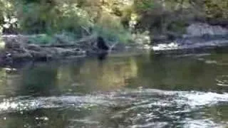 Black bear at the Atnarko river