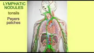 MALT: MUCOSA ASSOCIATED LYMPHATIC TISSUE