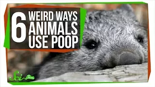 Fecal Shields, and 5 Other Ways Animals Use Poop