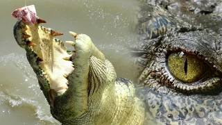 Top 10 Crazy Crocodile Attacks