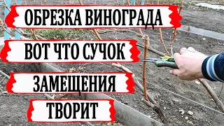 🍇 Вот КАК работает СУЧОК ЗАМЕЩЕНИЯ при ОБРЕЗКЕ ВИНОГРАДА. Полная обрезка 2х кустов за 15 минут.