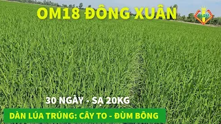 OM18 ĐÔNG XUÂN: CÔNG THỨC PHÂN DÀN LÚA KHỦNG - ĐÙM BÔNG