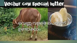 Butter for vechur cow milk വെണ്ണ പെട്ടെന്ന് തയ്യാറാക്കാം#vechurcowfarming