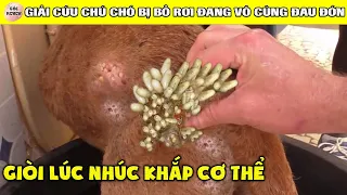 Cuộc Giải Cứu Nhiệm Màu Chú Chó Cực Đáng Thương Bị GIÒI Làm Tổ LÚC NHÚC Khắp Cơ Thể Vô Cùng ĐAU ĐỚN