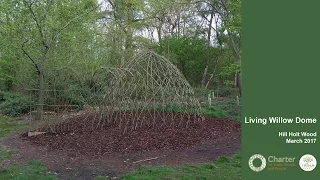 GROWING UP GREEN: Living Willow Dome Construction
