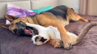 German shepherd and cat play in their owners' bed