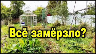 Мой огород в Подмосковье после мороза. Что замёрзло, а что нет?